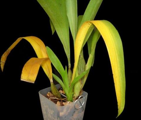 What causes yellow leaves on plants? – What causes this?