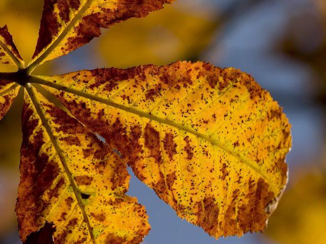 yellow leaves on plants3